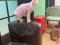 -猫色咖啡·猫咖
