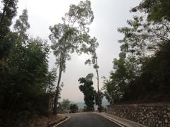 -银湖山郊野公园-相思林