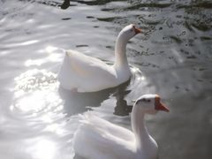 -中家鑫园温泉酒店鑫悦汤泉