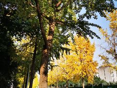 -四川大学(望江校区)