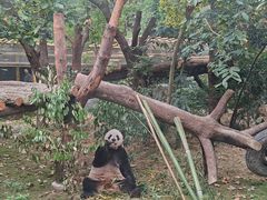 -成都动物园