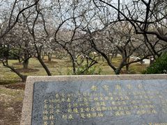 -香雪海