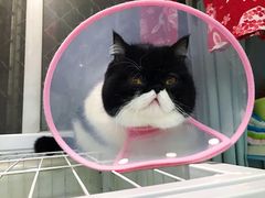 -瑞派·关忠动物医院·猫专科·犬专科(三环新城店)