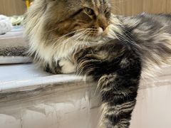 -COLOR PETS 撸猫馆·购猫·猫咖(长风大悦城店)