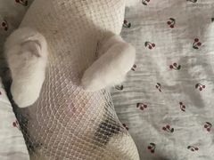 -特一安24小时宠物医院·骨科·中兽医