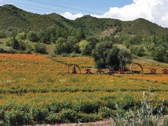 -塞罕坝国家级自然保护区