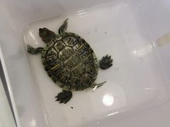 -雨林宠物医院 非犬猫异宠专科