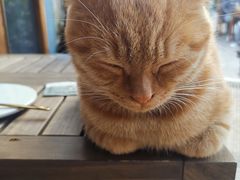 -喵屿·大理花园猫咖