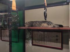 -猫咪博物馆(顶澳仔猫街店)