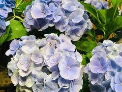 -豆豆花艺(新光天地店)