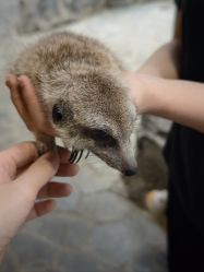 -Zoolung Zoolung动物主题公园(海信广场店)