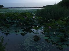 -丁香湖公园