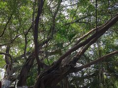 -胡里山炮台