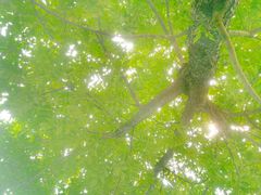 -铁山坪森林公园