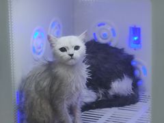 -喵zoo家庭繁育猫舍(尖东智能花园店)
