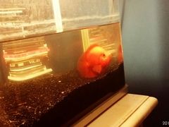 android_upload_pic-星宿秘码(鼓浪屿老店)