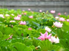 -莲花池公园