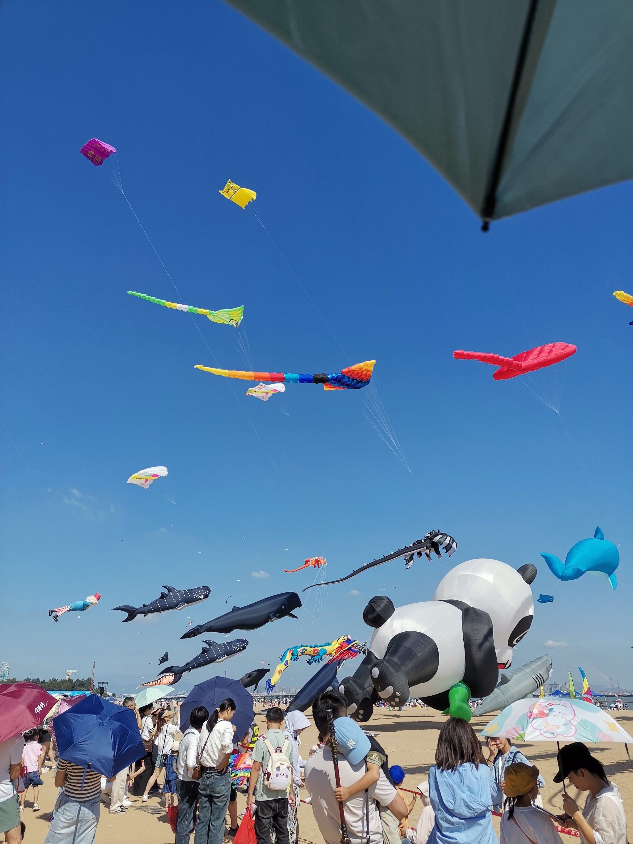 彩虹风筝飞满天