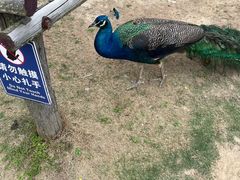 -西霞口神雕山野生动物世界