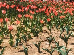 -长春公园(普阳街道)