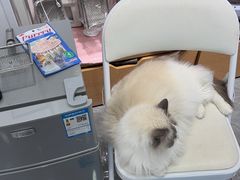 -爱洗澡的猫(望京店)