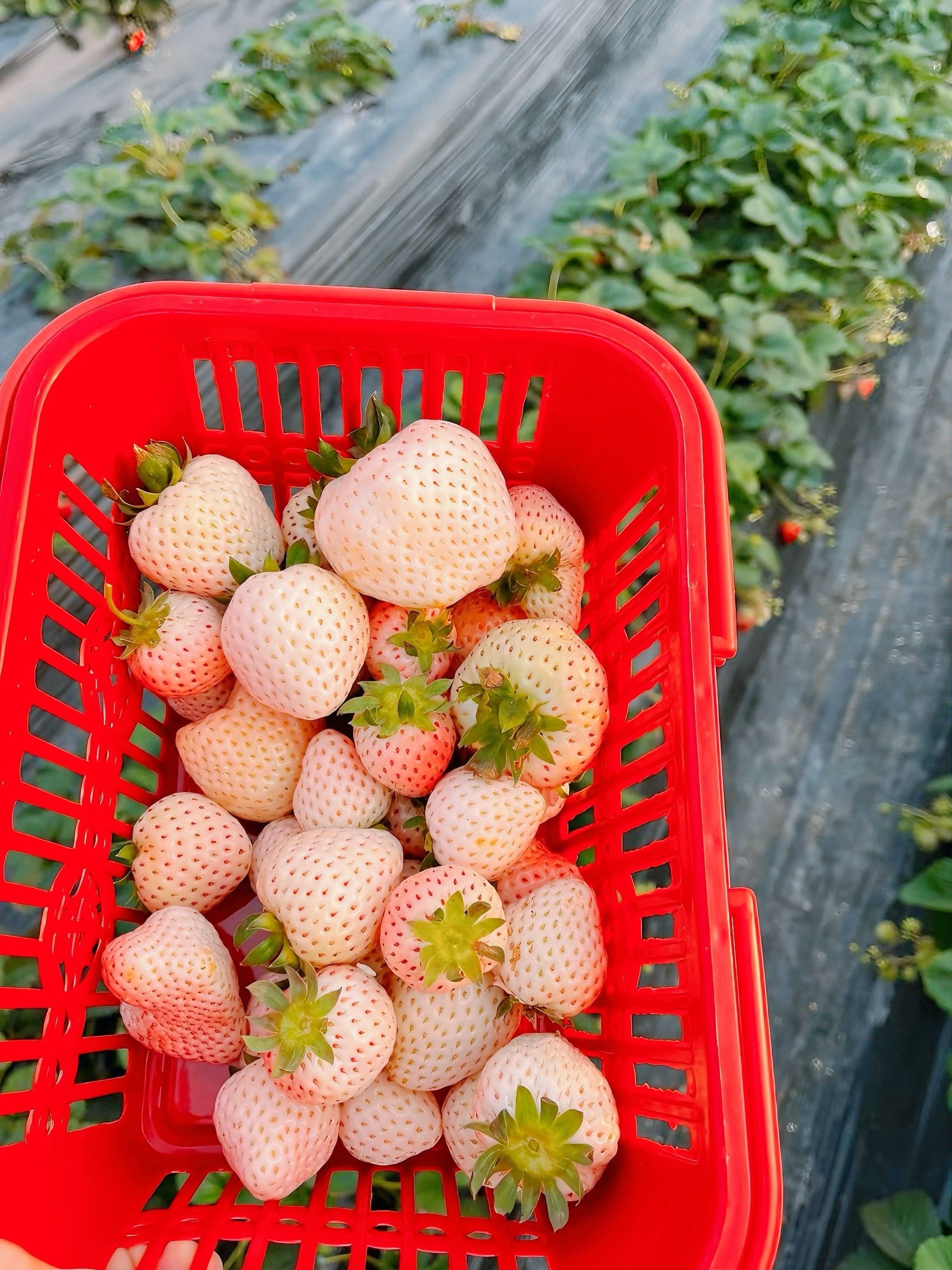 第一次采摘白草莓🍓