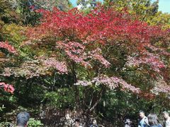 -关门山森林公园