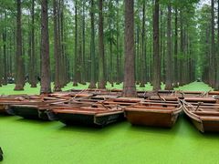 -渌洋湖湿地公园
