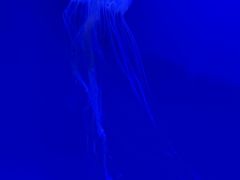 -贝林大翅鲸简餐厅(国家海洋博物馆店)