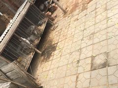 -北戴河集发农业梦想王国