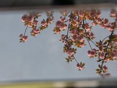 -杭州植物园