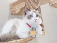 -藏猫猫咖啡主题馆(中央大道店)