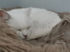 -喵的天空名猫咖啡馆·撸猫·猫舍·用品