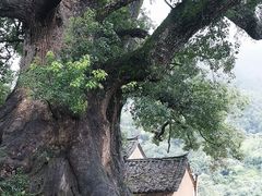 -杨家堂村