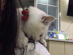 -鼓捣猫呢主题猫咖店