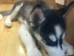 -龟与熊猫宠物公园(南坪店)