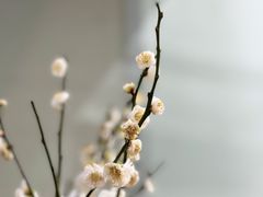 -溪岸路花鸟市场