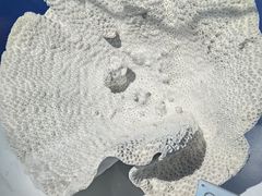 -中国地质博物馆