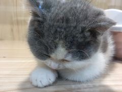 -屋虎猫馆(宝安大仟里店)