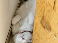 -藏猫猫咖啡主题馆(中央大道店)