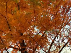 -白水寺森林公园