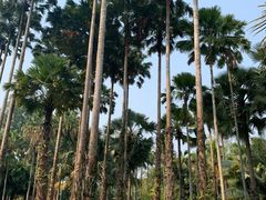 -中国科学院西双版纳热带植物园