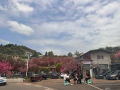 -桃源山庄·水蜜桃采摘·柴火鸡·烧烤团建(龙泉山店)