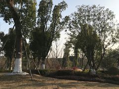 -九科绿洲
