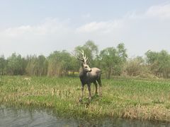 -溱湖国家湿地公园