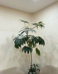 -HEYAN荷妍专业脱毛连锁机构