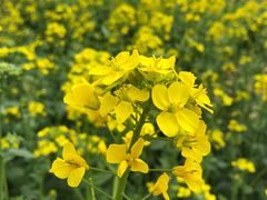 -武汉紫薇都市田园