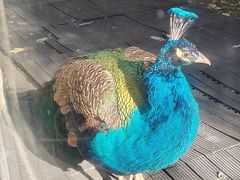 -春记潮汕牛肉火锅