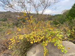 -白水寺森林公园