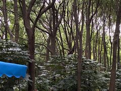 -上海滨江森林公园